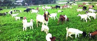 युवाले जापानको बसाइ छोट्याएर गाउँ फर्केर बाख्रापालनमा