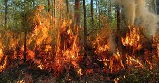 तेन्जिङ हिलारी विमानस्थल लुक्ला नजिकैको नक्चुङ सामुदायिक वन आगलागी