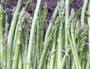 कोरोना भाइरस सङ्क्रमणदर झापामा शून्य भएसँगै कुरिलो बिक्री नहुँदा किसान चिन्तित