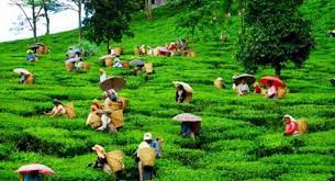 इलाममा चियाको टिपाइ सुरु