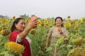 सूर्यमुखी फूलको खेती गरेका एक किसान परिवारले तीन हप्तामै एक लाख २६ हजार बढी आम्दानी