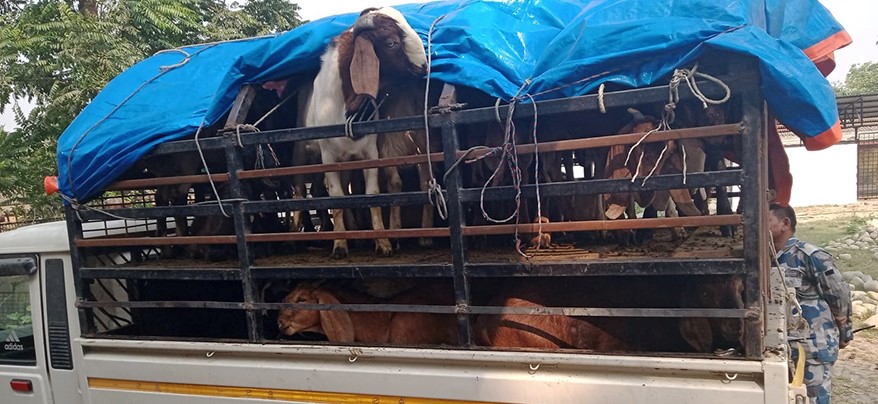खसीबोका बोकेको गाडीसहित एक जनालाई पक्राउ बर्दियामा,