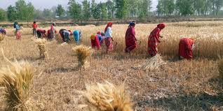 कसरी हुन्छ निर्यातमा सुधार ? किसानलाई संरक्षण नै छैन  ,