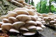 बुटवलमा जंगली च्याउ खाँदा १५ जना बिरामी