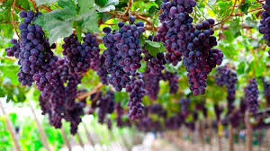 उच्च शिक्षाका लागि डेढ दशकअघि जापान पुगेका व्यवसायी कुमार कार्कीलाई आफ्नै जन्मभूमि नेपालमा रोजगारी विस्तार