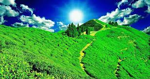 मान्छेको जिब्रोलाई चियाले कसरी मोहनी लगायो होला ?