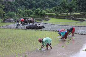 देशभरी पानि नपर्दा रोपाँईमा प्रभावित,