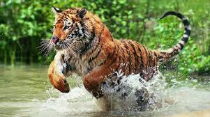 बर्दिया राष्ट्रिय निकुञ्ज घुम्न आउने पर्यटकको सङ्ख्या दिनप्रतिदिन बढ्दै,