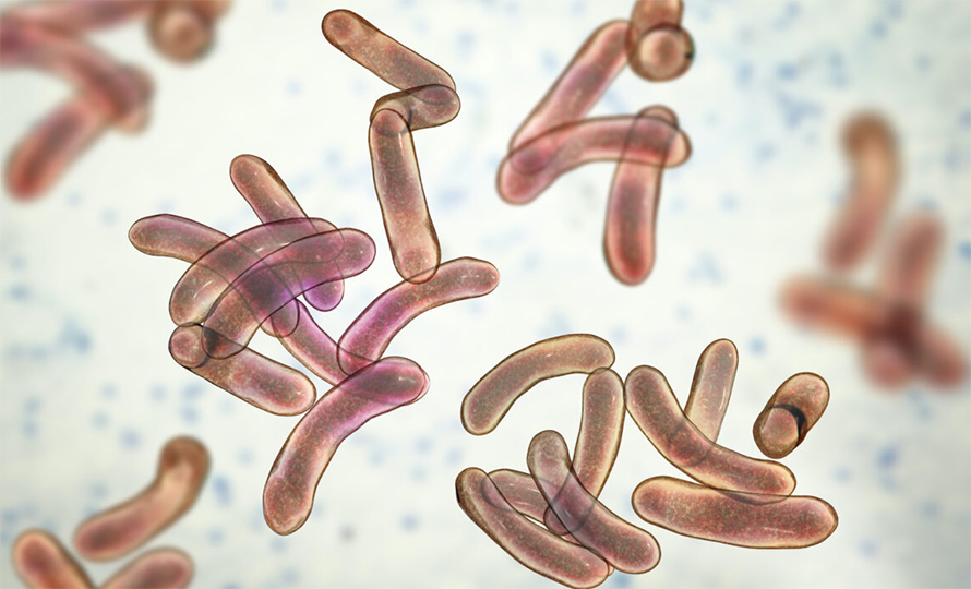 पछिल्लो २४ घण्टामा थप तीन जनामा हैजा देखिएसँगै संक्रमित संख्या ४२,