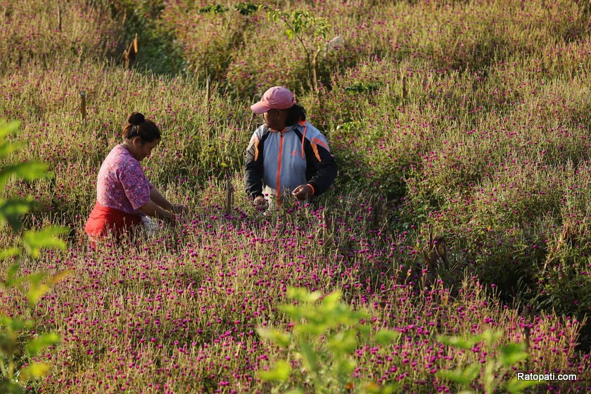 तिहार नजिकिएसँगै भक्तपुरको गुण्डुका फूल कृषकहरू मखमली टिप्न व्यस्त
