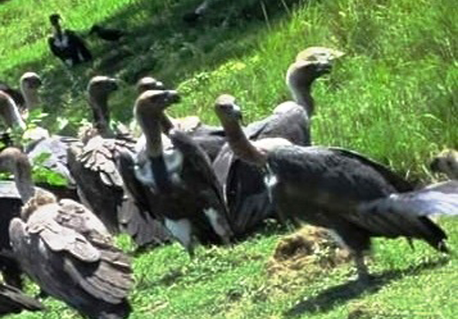 प्रकृतिका कुचीकार-गिद्ध : पर्यावरणका लागि खतरा