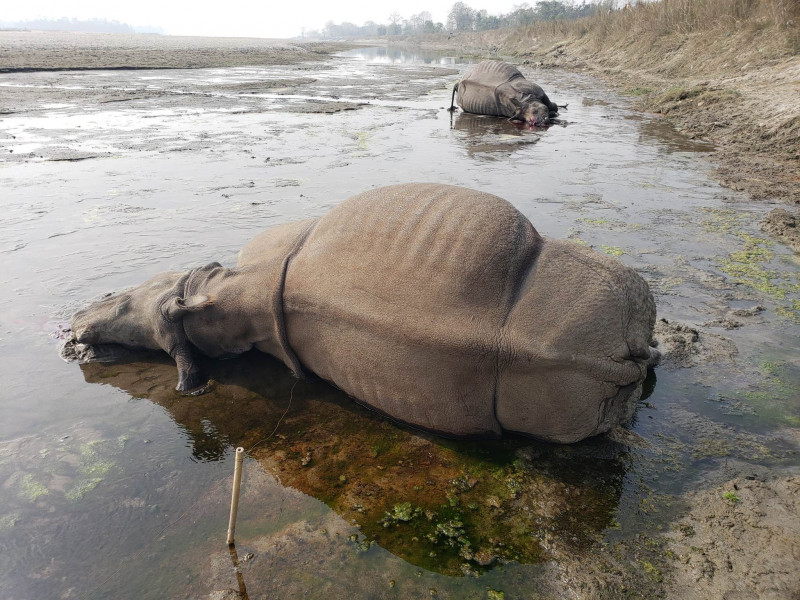 नारायणी नदीको उत्तरी किनारमा गत साता माउ र बच्चा गैंडा मरेको अवस्थमा भेटिए