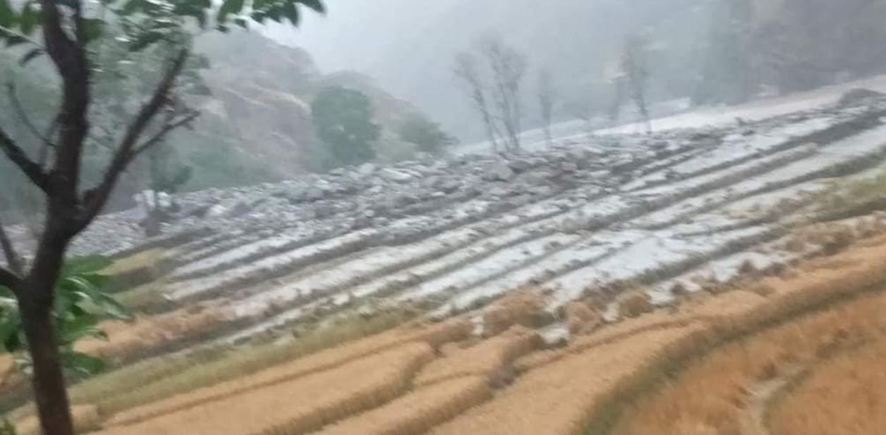 बुधबार परेको असिना पानीले  बाजुरामा  गहुँबाली नष्ट