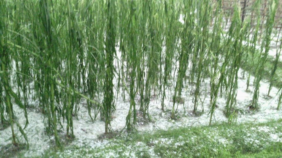 दुई करोड बराबरको अन्न र तरकारी बाली नष्ट,