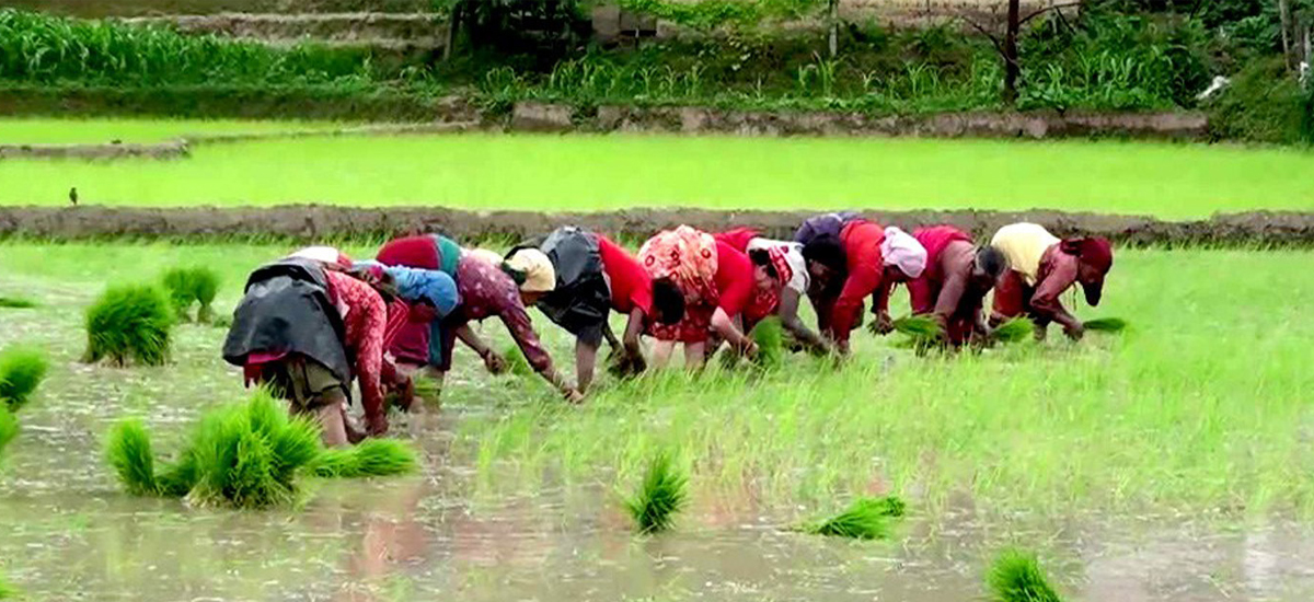 सधैँ सिँचाइ र मलको पीर,किसानलाई छैन असार १५ को रौनक,