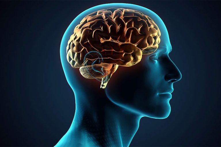 मानिसको मस्तिष्क लगातार साँघुरिंदै अर्थात् खुम्चिँदै,