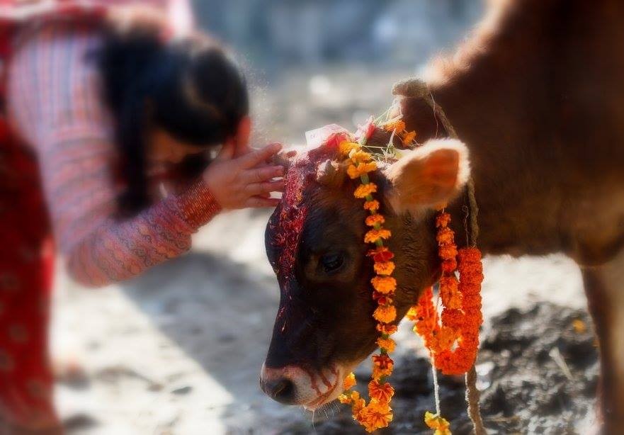 तिहारको तेस्रो दिन ,आज गाई पूजा