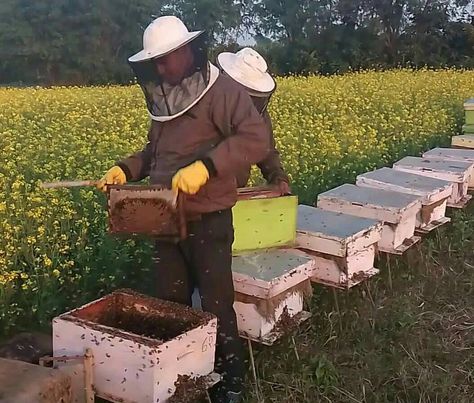 मौरी पालेर मनग्य आम्दानी गर्दै  लम्कीचुहा  मोतीपुर २ का  भावेश